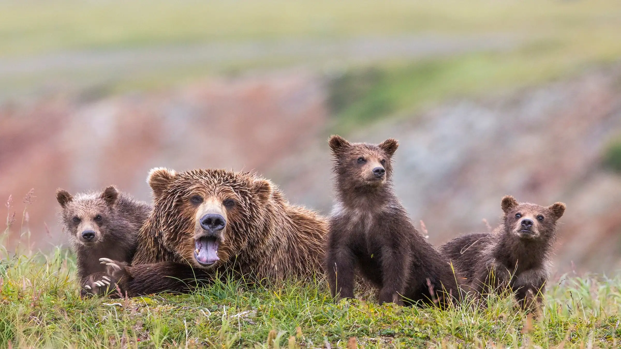 A Mother Grizzly Attacked Two Hikers on a Remote Trail in British Columbia